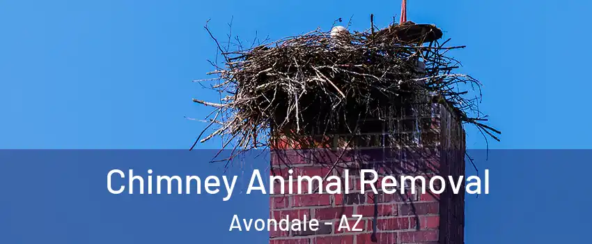  Chimney Animal Removal Avondale - AZ