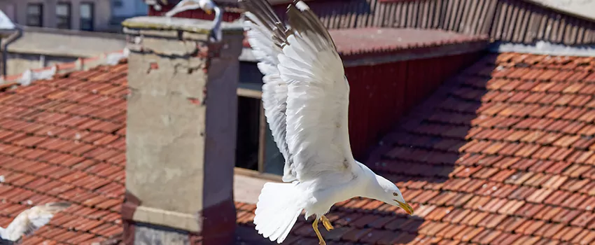 Residential Chimney Animal Removal Solution in Avondale, AZ