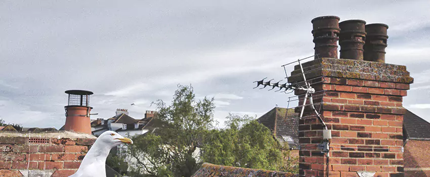 Chimney Cleaning And Restoration in Avondale, Arizona
